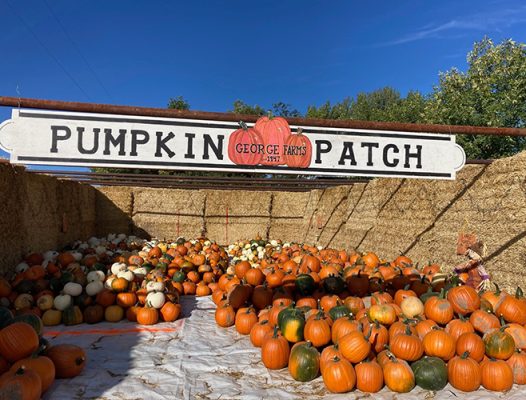 The George Farms pumpkin patch, piled with pumpkins under the Pumpkin Patch sign