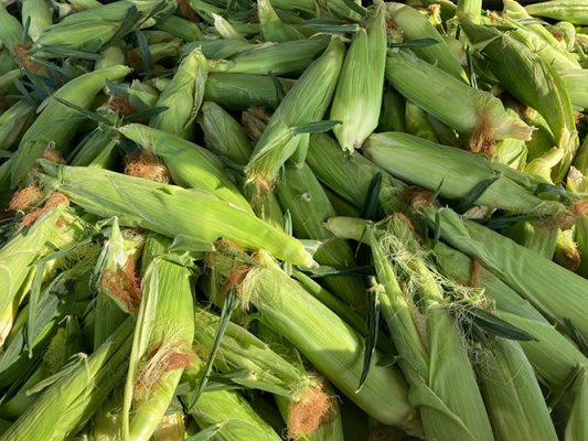 Fresh-picked sweet corn from George Farms